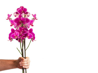 Orchid flowers in a male hand