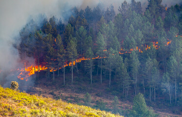 Fire in the forest