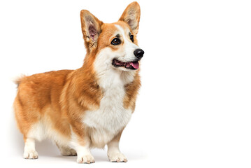 welsh corgi red-haired dog looks sideways