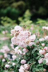Beautiful tender pink roses blossoming in the garden