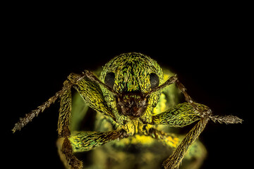 Fotografia macro de un pequeño escarabajo verde