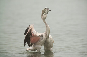 Greater Flamingos Juvenile close to each other for love