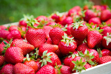 Pile of fresh red ripe strawberries.Top view of a bunch of strawberries