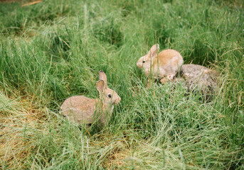 Adorable furry little bunny rabbit hopping in the wild in Portugal, vertical photo