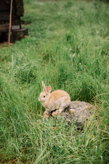 Adorable furry little bunny rabbit hopping in the wild in Portugal, vertical photo