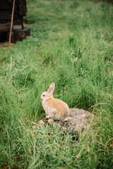Adorable furry little bunny rabbit hopping in the wild in Portugal, vertical photo
