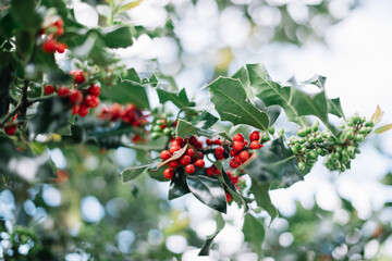 Beautiful ilex growing , close up view