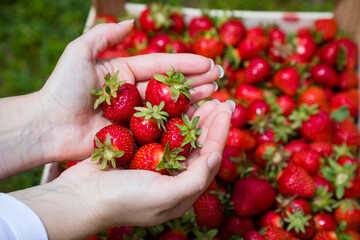 Girl hand holding a juicy red ripe strawberries on a background view of a bunch of strawberries