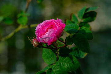 Delicate pink flower and a bud on a tea rose branch.