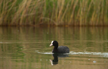 Duck  coot swimming on a lake blue water