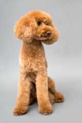 Apricot standard poodle