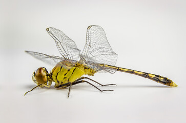 A beautiful dragon fly isolated over a white background