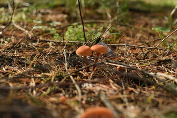 Toadstools grow in a forest in a clearing