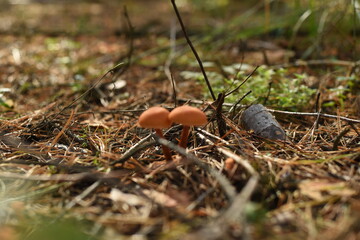 tMushrooms in the forest on a sunlit glade