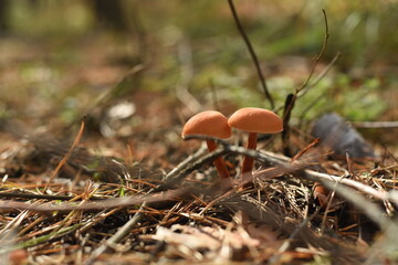 Small poisonous mushrooms in a sunlit glade