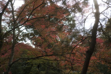 龍安寺