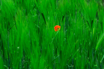 Poppies Mohnblume Makro Getreidefeld Gräser Blume Rot Orange Grün Sommer Blüte