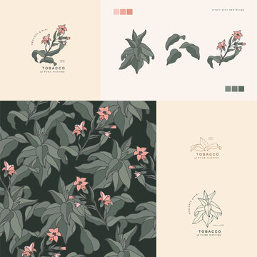 Vector illustration tobacco branch - vintage engraved style. Logo composition in retro botanical style. Seamless pattern.