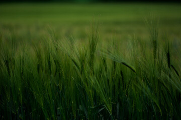 Getreide Weizen Gerste Roggen Gras Feld Acker Landwirtschaft Ähren Gräser