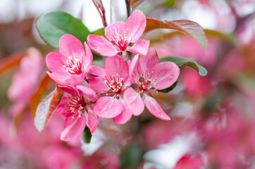 Fototapeta na wymiar Spring flowering apple tree with pink flowers against the sky
