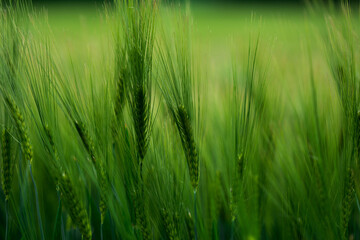 Getreide Weizen Gerste Roggen Gras Feld Acker Landwirtschaft Ähren Gräser