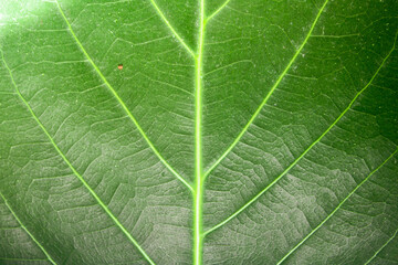 Macro photo of green leaf. Closeup green leaf texture background.