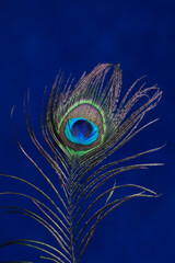 colorful peacock feather on a blue blur background, Peacock Feather 