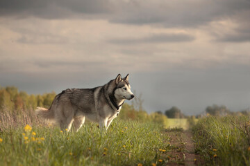 siberian husky in the grass