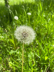 blowball dandelion downy white 
flying apart