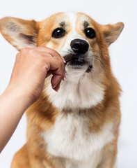 dog eating a treat with hands