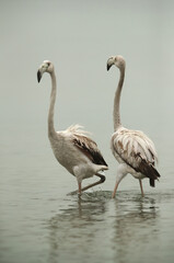Greater Flamingos Juvenile moving towards each other