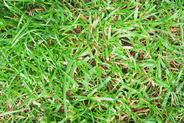 Green grass texture for background. Green lawn pattern and texture background. Close-up.