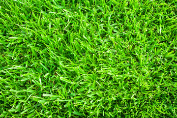 Top view of Green grass background texture. Green lawn texture background.
