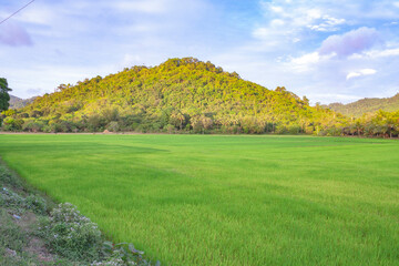 Rice fields and hills in Cebu, Philippines