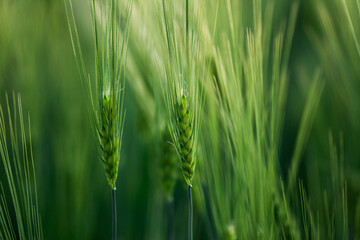 Getreide Weizen Gerste Roggen Gras Feld Acker Landwirtschaft Ähren Gräser