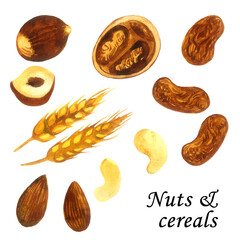 Nuts and cereals- healthy vegetables collection. Isolated elements on white background. Watercolor illustration