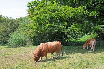 Bull and cow grazing in a meadow, in West Yorkshire.