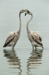Greater Flamingos Juvenile friendly fight