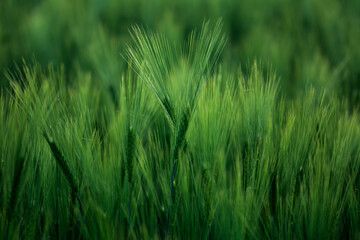 Obraz premium Getreide Weizen Gerste Roggen Gras Feld Acker Landwirtschaft Ähren Gräser