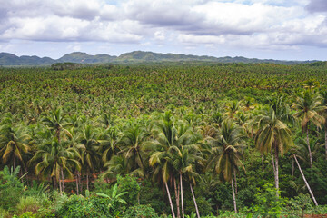 Fototapeta na wymiar Coconut trees view deck in Siargao, Philippines