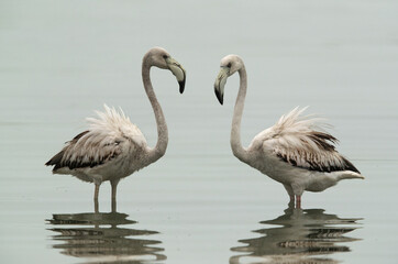 Greater Flamingos Juveniles and reflection on water
