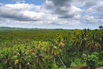 Fototapeta na wymiar Coconut trees view deck in Siargao, Philippines