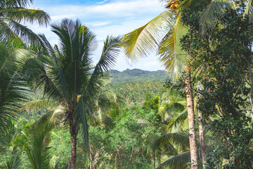 Fototapeta na wymiar Palm trees scenery in Siargao, Philippines