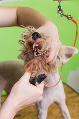 Combing hair brush on the dog's face.