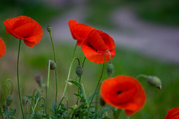 
delicate red poppies on a green background