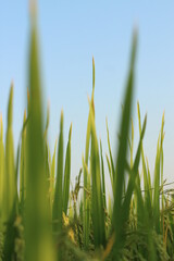 green grass and blue sky in rice fields in davangere karnataka