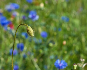 green box of poppies and a blooming red poppy in a field on a spring afternoon