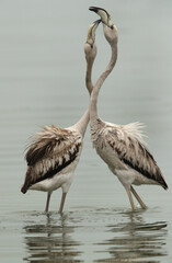 Greater Flamingos Juvenile affection