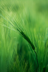 Fototapeta premium Getreide Weizen Gerste Roggen Gras Feld Acker Landwirtschaft Ähren Gräser