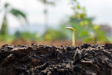The sapling of plants that grow new on the soil that picks up water to receive light from the sun to grow in the rich nature of agriculture. Earth day save the wold concept.